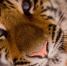 фото: Pixabay.com - Телерадиокомпания Ариг Ус