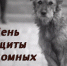 Всемирный день бездомных животных в Улан-Удэ отметят акцией «День стольника» - ГТРК Бурятия