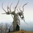 Residents of the island of Olkhon on Baikal rebelled against the sculpture of Dashi Namdakov/ Жители острова Ольхон на Байкале взбунтовались против скульптуры Даши Намдакова - InfoBaikal.Ru