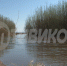 Экологическая катастрофа. Кто и зачем сливал нефтепродукты в Селенгу? - ТК Тивиком