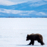 «Медведь на льду – это вам не корова». Двух косолапых заметили на льдах Байкала - Телерадиокомпания Ариг Ус
