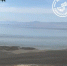В Бурятии начался мор насекомых, атаковавших Гусиное озеро - ИА Байкал-Daily