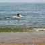 Жителям Бурятии не советуют купаться в водоёмах с водорослями - ИА Байкал-Daily
