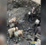 Нелегальных добытчиков нефрита, атаковавших полицейских в Бурятии, арестовали - Infpol.Ru