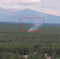 В Бурятии грибники устроили пожар в лесу - Infpol.Ru