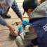 В Улан-Удэ десять псов привили от бешенства - ИА Байкал-Daily