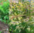 Иркутские учёные вырастили малину на вымороженных отходах БЦБК - ИА Байкал-Daily