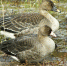 В Иркутской области орнитолог наблюдала дружбу двух гусей - ИА Байкал-Daily