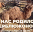 В Бурятии придумали имя верблюжонку из «Степного кочевника» - ИА Байкал-Daily