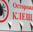 В Бурятии 13 человек заболели клещевым энцефалитом - ИА Байкал-Daily