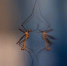 image - GazetaRB.Ru