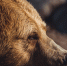 image - GazetaRB.Ru