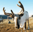image - GazetaRB.Ru