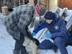 В пригороде Улан-Удэ займутся бешенными лисами