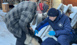 В пригороде Улан–Удэ займутся бешеными лисами