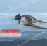 image - GazetaRB.Ru