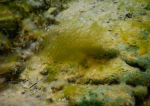 Фото Ученые Байкала обнаружили новый вид уникальных водорослей