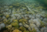 Ученые Байкала обнаружили новый вид уникальных водорослей