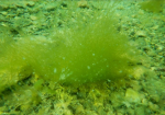 Ученые Байкала обнаружили новый вид уникальных водорослей