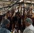 Фото В Улан-Удэ уничтожат 700 кг мясной продукции с истекшим сроком годности - Газета Новая Бурятия