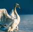 image - GazetaRB.Ru