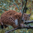 image - GazetaRB.Ru