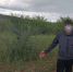 Фото В Кяхтинском районе Бурятии задержан сборщик конопли - Газета Новая Бурятия