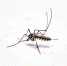image - GazetaRB.Ru