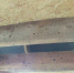 В Улан-Удэ предпринимателю попало за дом, кишащий волосогрызками - ИА Байкал-Daily