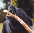 image - GazetaRB.Ru
