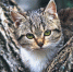 image - GazetaRB.Ru
