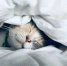 image - GazetaRB.Ru