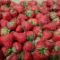 Фото предоставлено пресс-службой Управления Россельхознадзора по Иркутской области и Республике Бурятия - НИА Бурятия