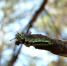 Специалисты приступили к подготовке отчета по государственному лесопатологическому мониторингу за 2025 год - Рослесозащита Республики Бурятия
