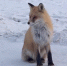 image - GazetaRB.Ru
