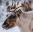 image - GazetaRB.Ru