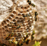 image - GazetaRB.Ru