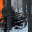 В лесах Улан-Удэ сжигают валежник и древесину - Газета Номер один