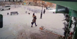 В Бурятии напавшая на девочку собака оказалась домашней