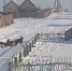 В пригороде Улан-Удэ стая собак загрызла сородича - Газета Номер один