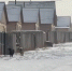 В пригороде Улан-Удэ свора собак растерзала пса - ИА Байкал-Daily