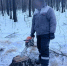 В Забайкалье «чёрный лесоруб» спилил деревья на 200 тысяч - ИА Байкал-Daily