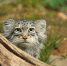 image - GazetaRB.Ru