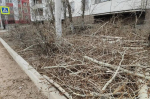За самовольное обрезание в Улан-Удэ будут штрафовать до 100 тысяч