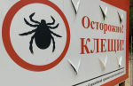 В Бурятии повышенный риск нарваться на инфицированного клеща