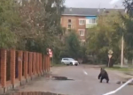 В Бурятии медведь устроил утреннюю пробежку по Селенгинску