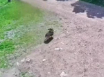 В Приангарье перед судом предстанет пенсионерка, отравившая собаку